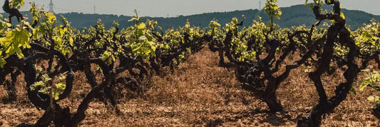 Eat Earth, Dig Deep, Drink Water