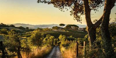 Tenuta Il Quinto